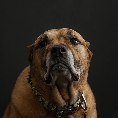 Good Dog Pouting In Front Of Dark Background